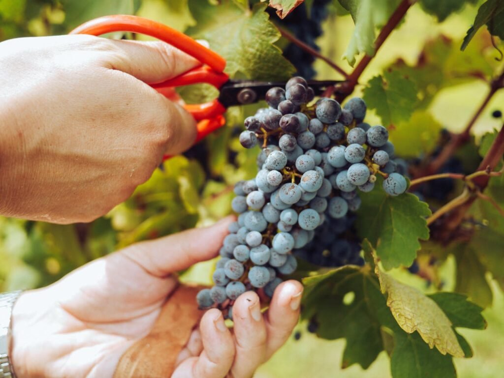Vineyard Jobs Oregon
