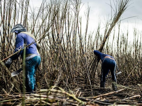 Farm Worker Jobs with Visa Sponsorship