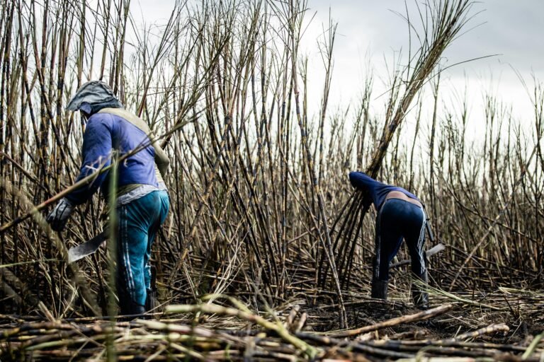 Farm Worker Jobs with Visa Sponsorship